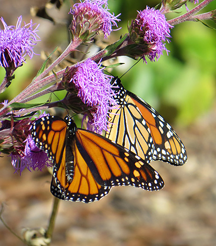 Figure 6. Monarchs feeding on Liatris ligulistylis, a blazing star that is native to North Dakota. Both native and ornamental blazing stars will attract butterflies.