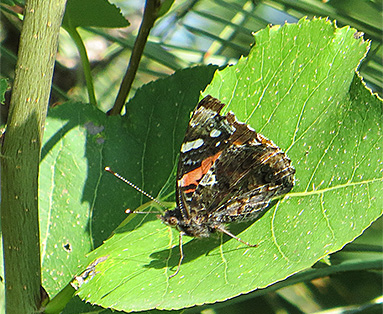 Figure 12. A painted lady is perched on a sunflower leaf. 