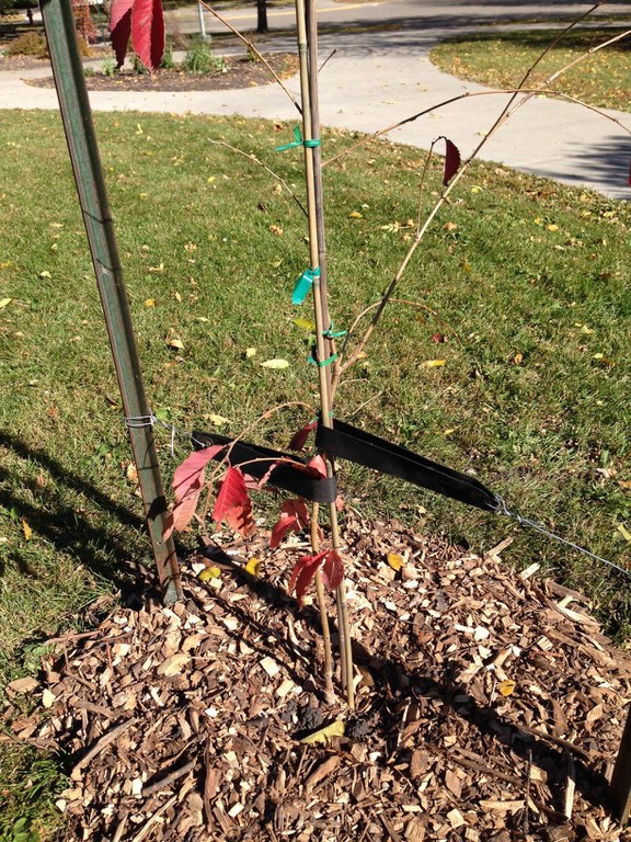 Figure 5. Staking and strapping used to provide extra support to newly transplanted trees.
