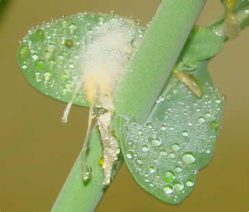 Figure 1. Fuzzy growthof Sclerotiniabeginning fromflower petal.