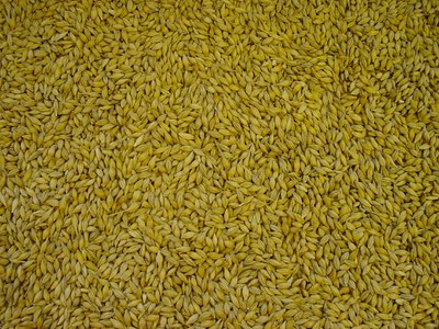 Top view of picked barley kernels