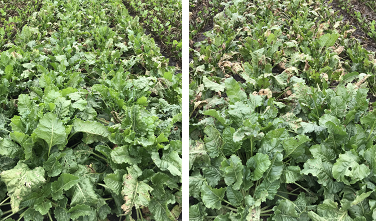 Two photos: On the left, a field of sugarbeets with little or no brown, shriveled leaves. On the right, a field of sugarbeets with about 20% of the plants having brown, shriveled leaves.