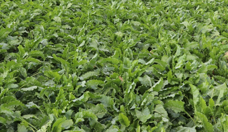 A field of sugarbeets with all plants showing healthy, green leaves.