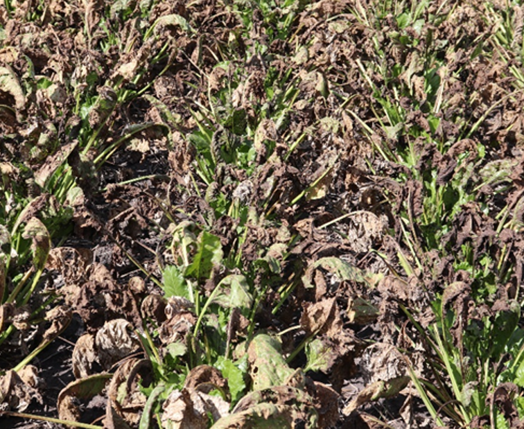 A field of sugarbeets with most of the plant leaves turning brown and shriveled.
