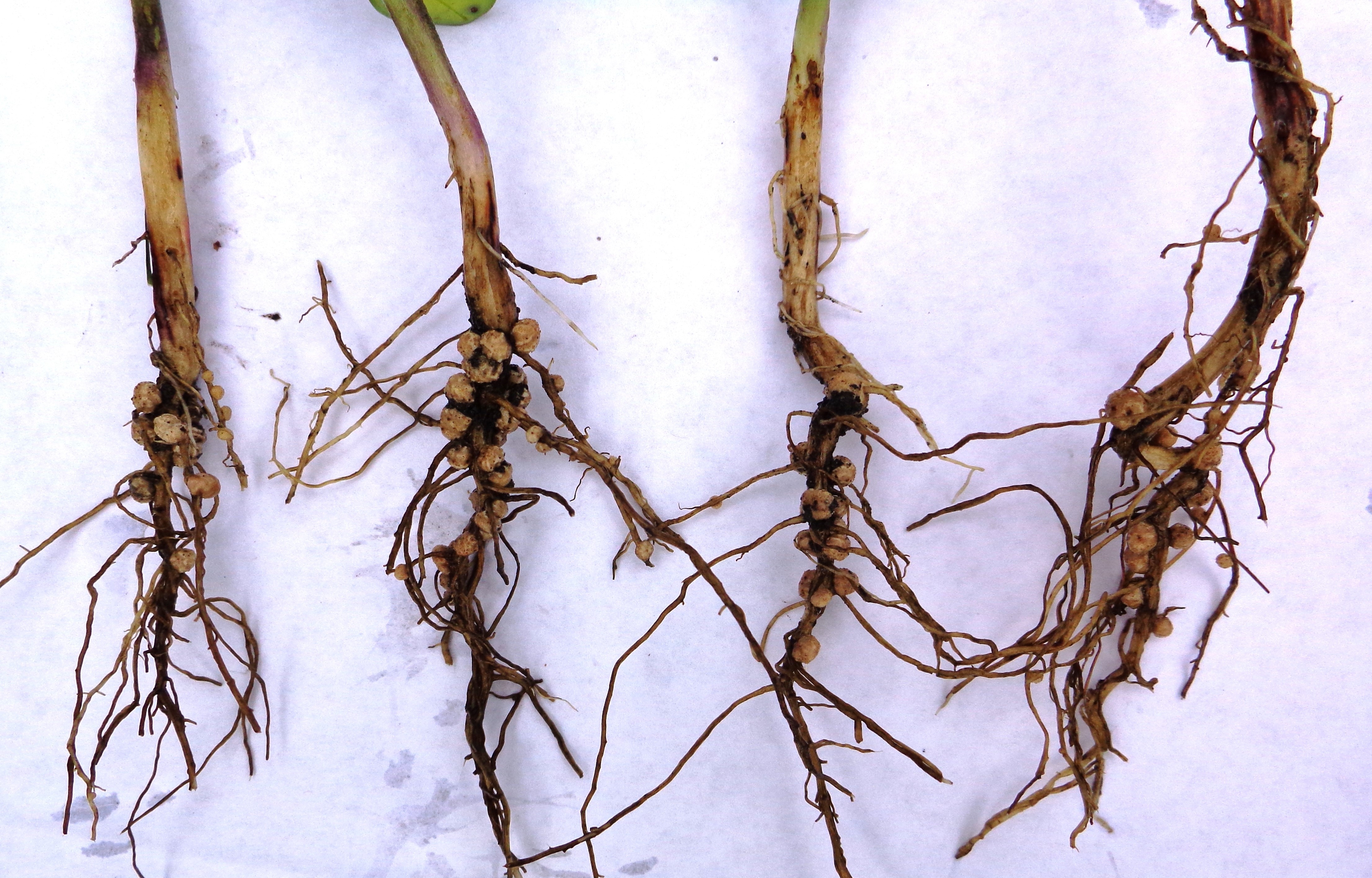 Four soybean roots with small bumps on the lower parts of the roots.