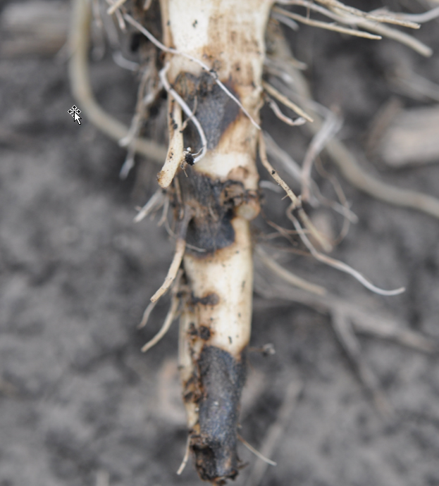 The bottom of a mostly off-white sugarbeet root with three large black patches.