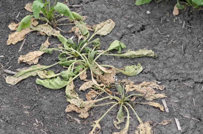 Wilted sugarbeet plants with several leaves turning brown and laying flat against the ground.