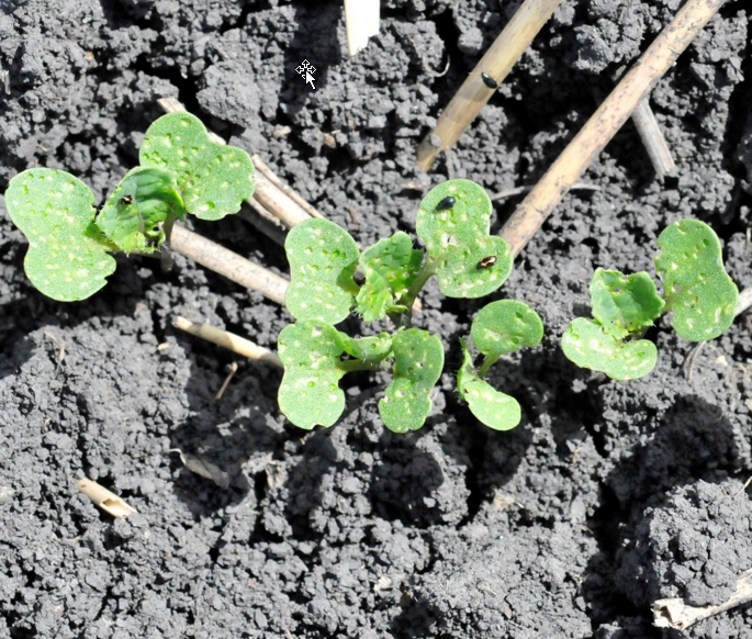 Several small, green canola seedlings covered in brown spots. A couple of beetle are feeding on two of the seedlings.