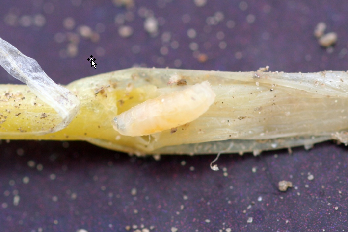 A close up of a small, off-white maggot on a yellow-white plant stem