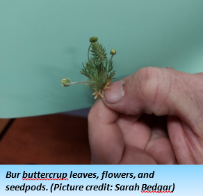 A person pinches a small plant between their thumb and forefinger. The plant is about 2 inches tall with small, pine-like bristles and two small buds.