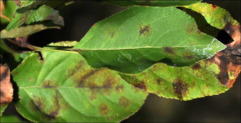 Figure 1. (A) Flowering crabapple leaf showing typical early apple scab lesions