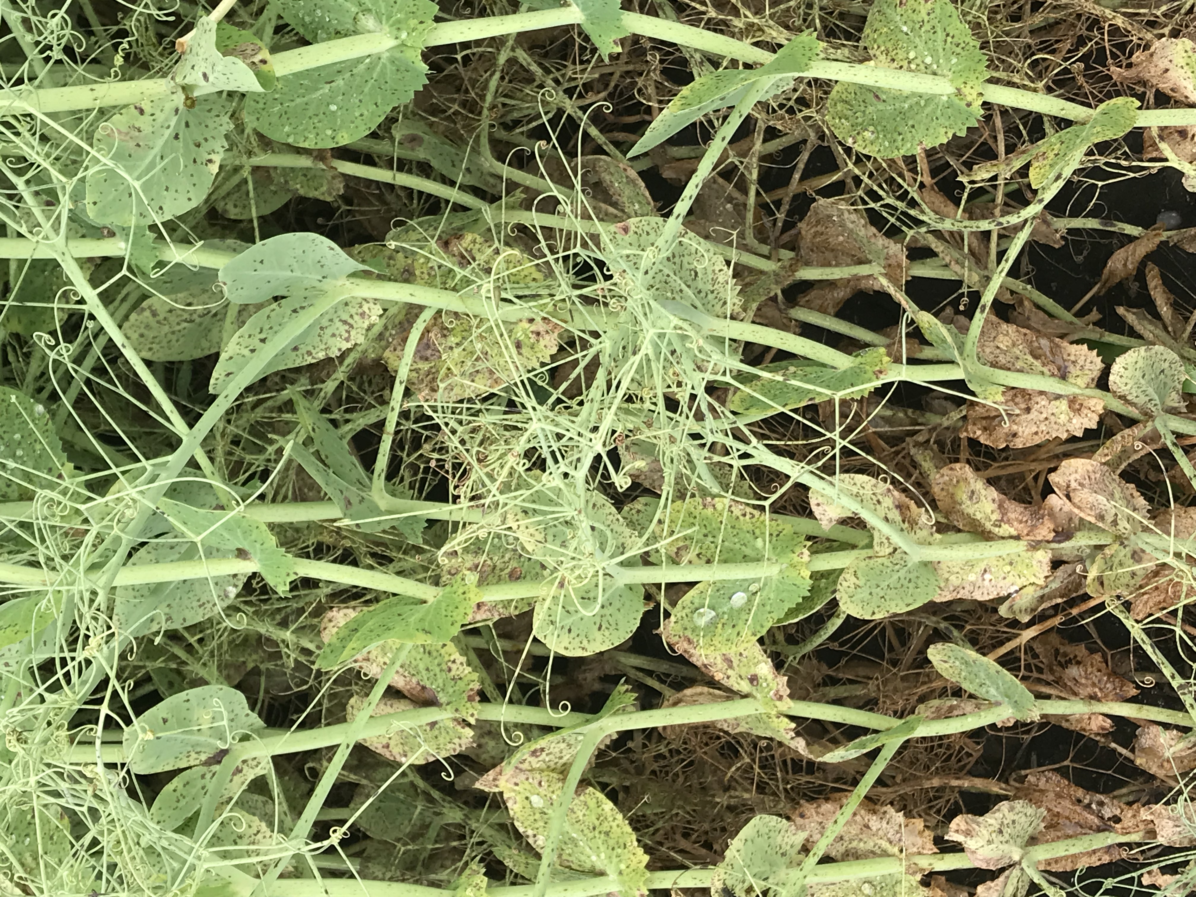 Photo showing high levels of bacterial blight infections were observed on field pea plants.