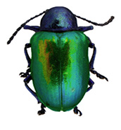 Dogbane beetle