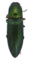 Green click beetle,