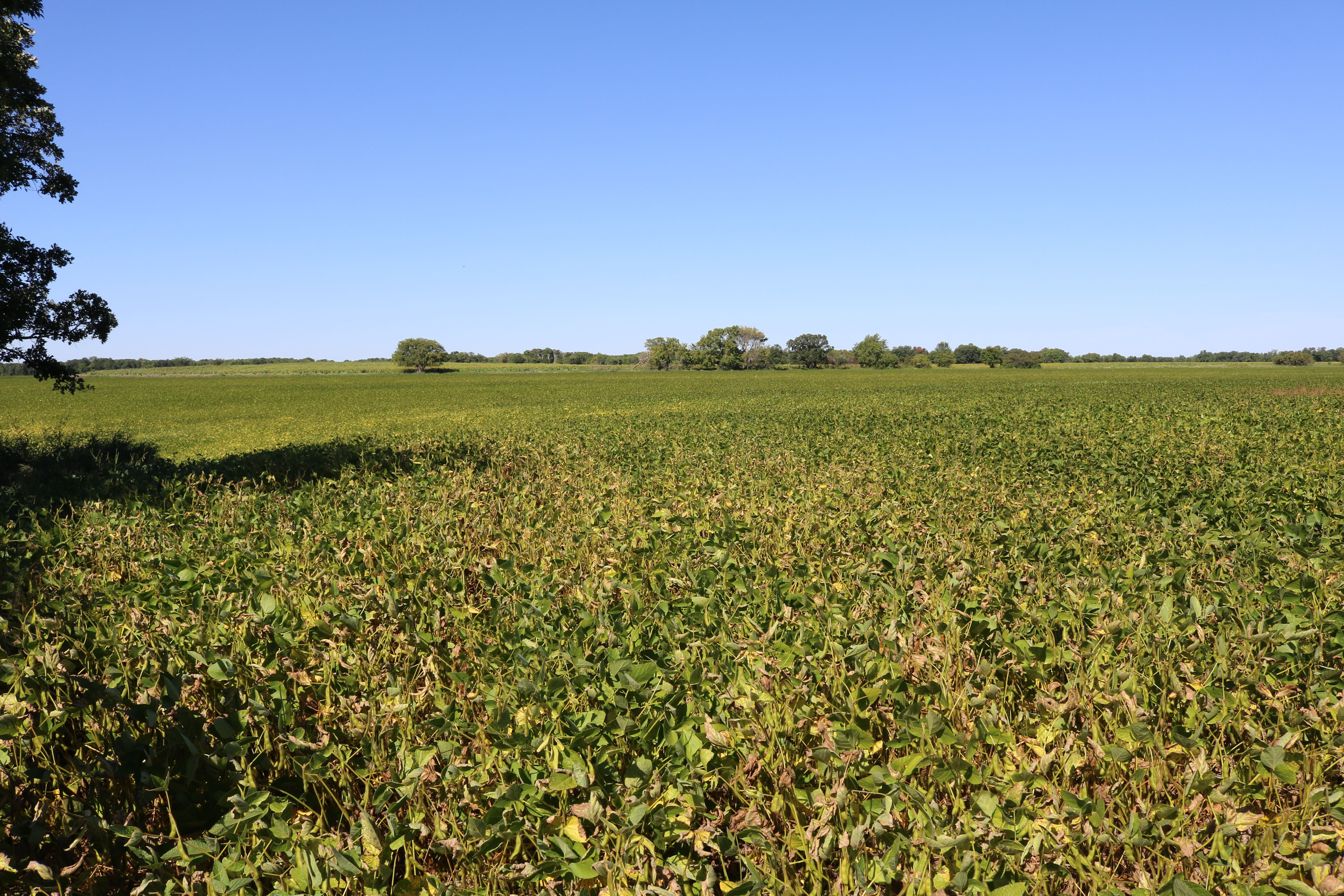 Soybean field infested with Sudden Death Syndrome in Cavalier County.