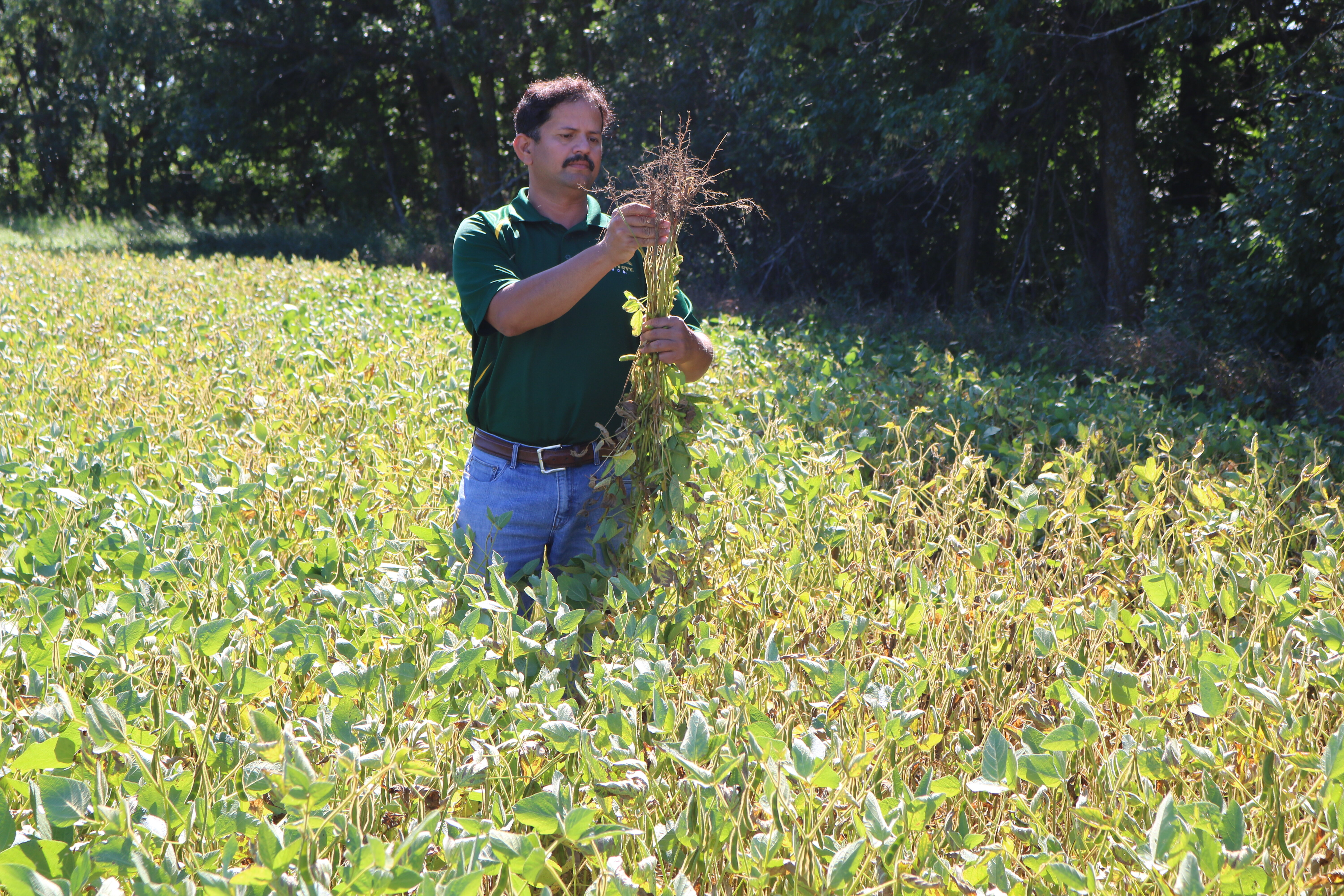 Picture of Dr. Chapara checking for SDS symptoms on soybean roots.