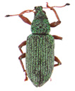 Green Polydrusus weevil