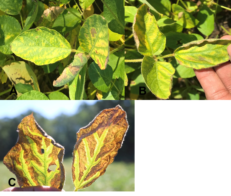 Three photos showing SDS foliar symptoms: Pale green to yellow spots in between veins; Bright yellow spots and green veins; and Dead/brown spots with green veins.