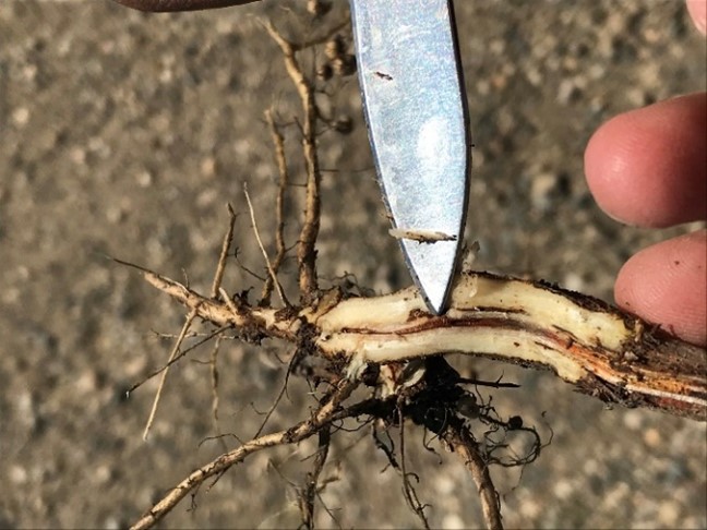 Picture of a brown pith of the stem indicating brown stem rot in soybeans.