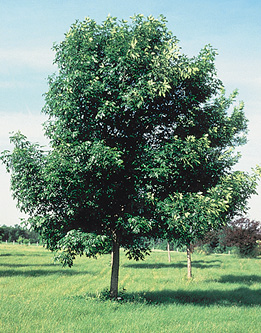 Green Ash tree