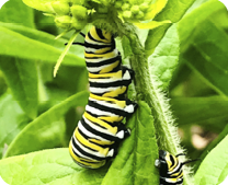 Monarch Larva