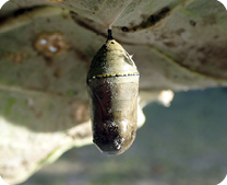 Monarch Pupa