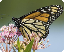 Adult Monarch