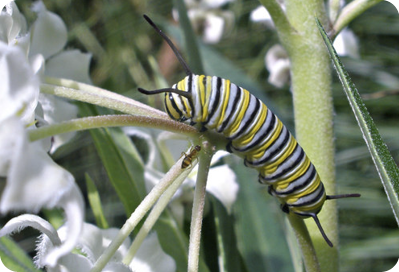 Monarch Larvae