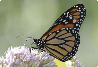 Monarch Butterfly