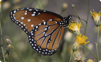 Queen Butterfly