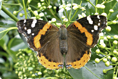 Red Admiral