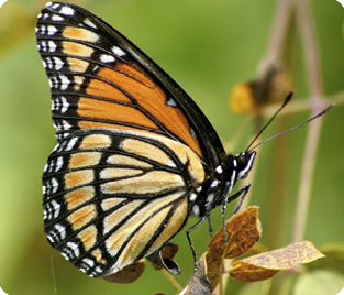 Viceroy Butterfly