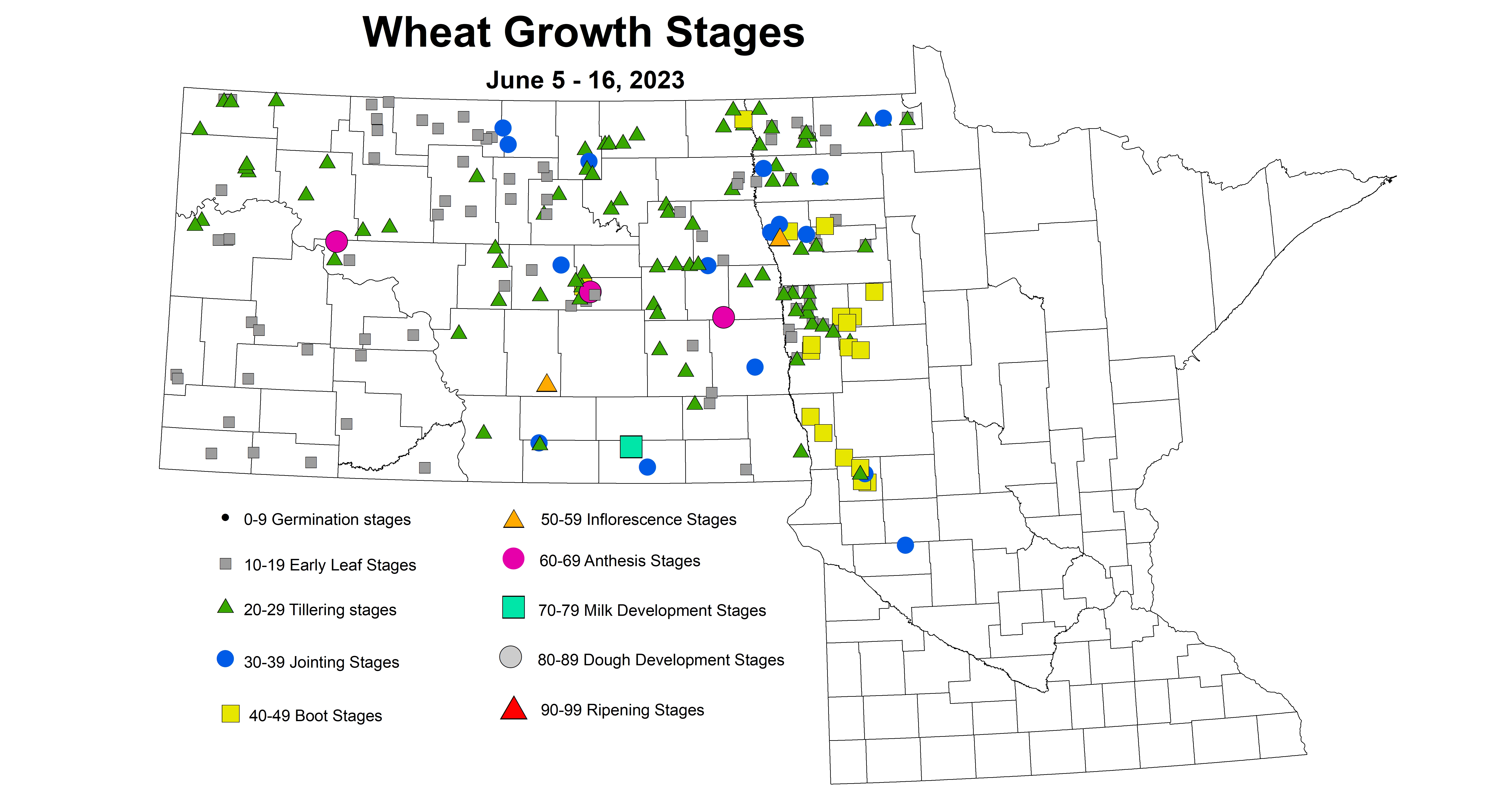 wheat growth stages June 5-16 2023