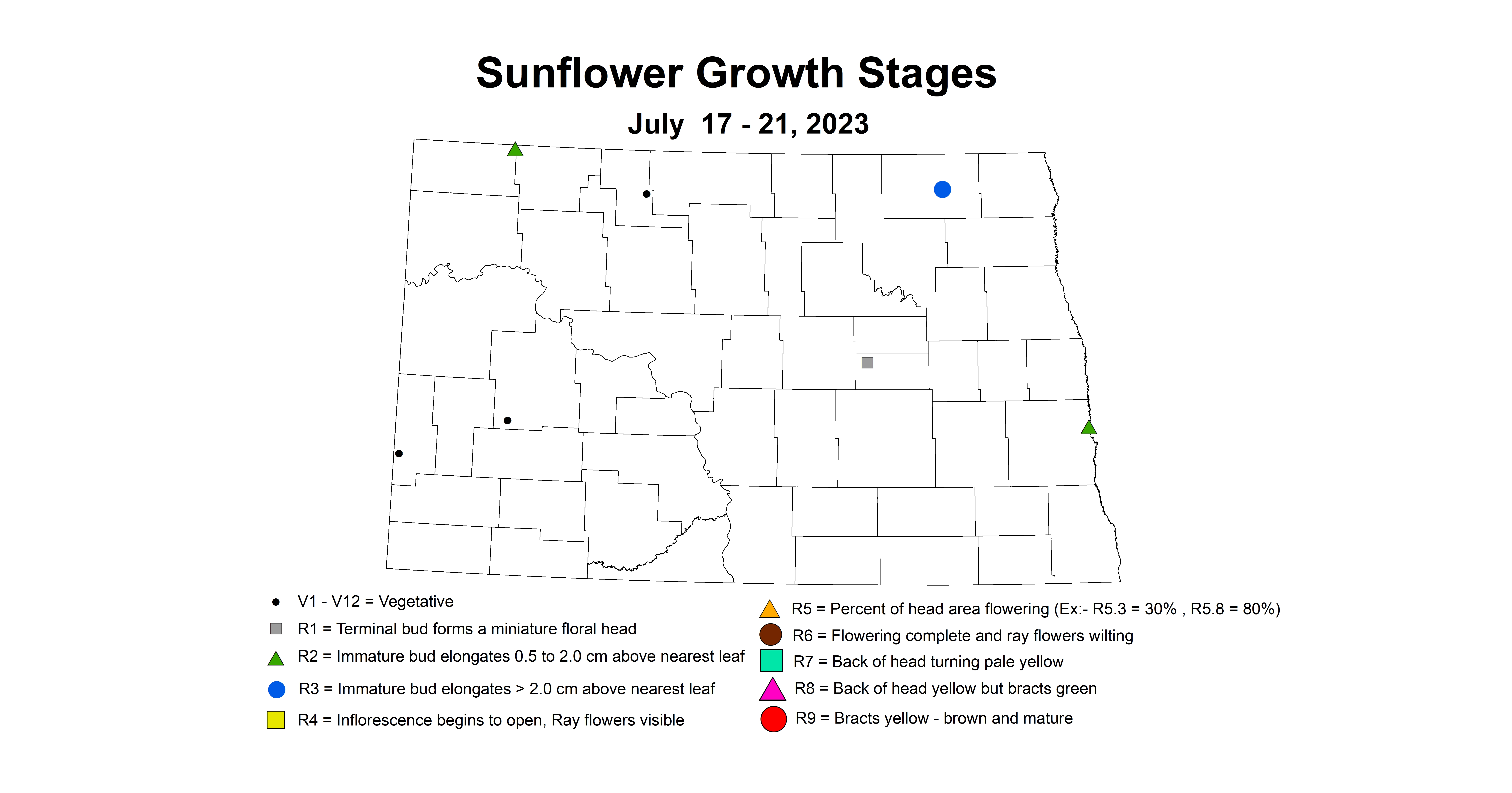 sunflower growth stages insecttrap July 17-21 2023