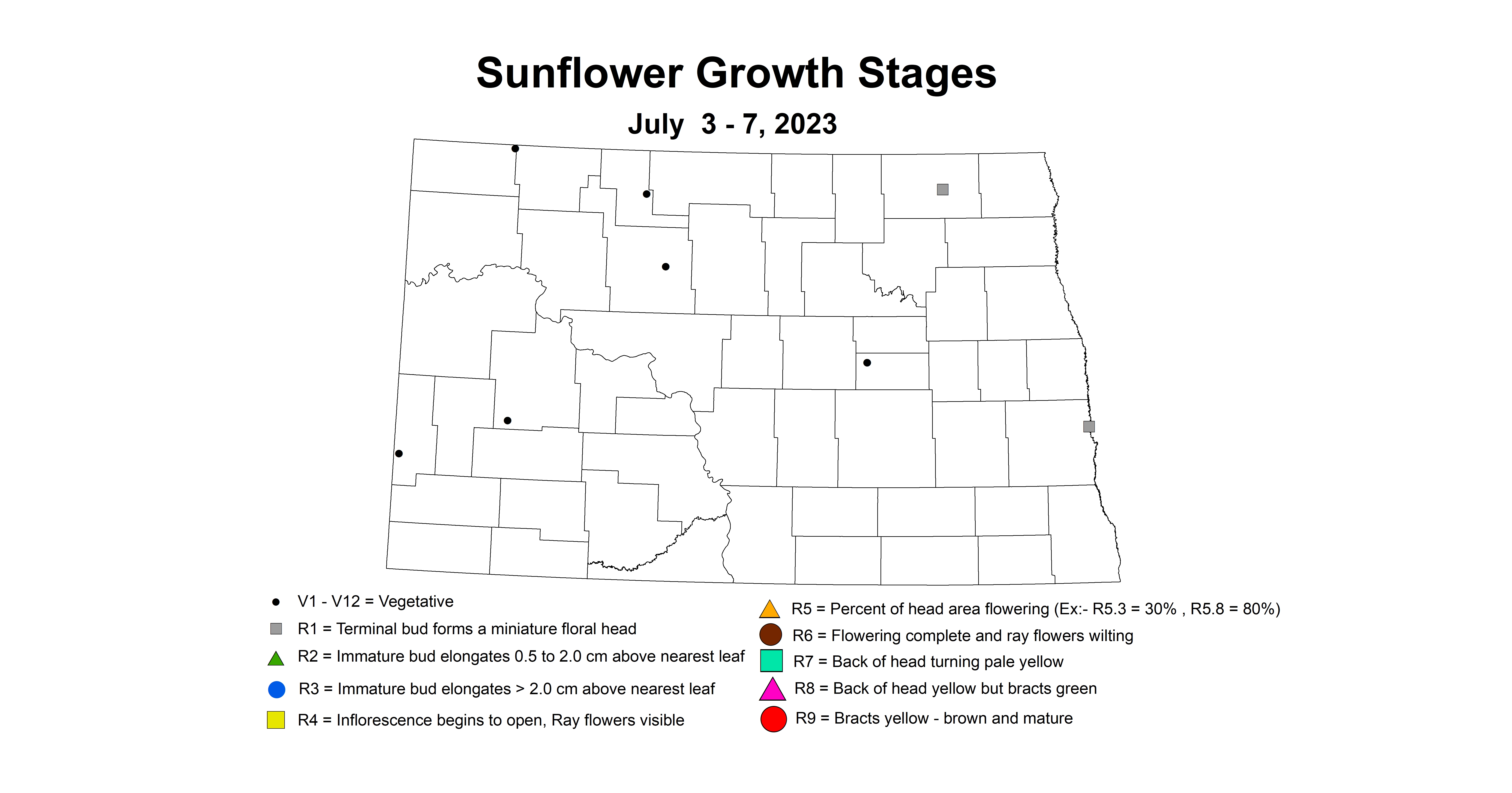 sunflower insecttrap growth stages July 3-7 2023