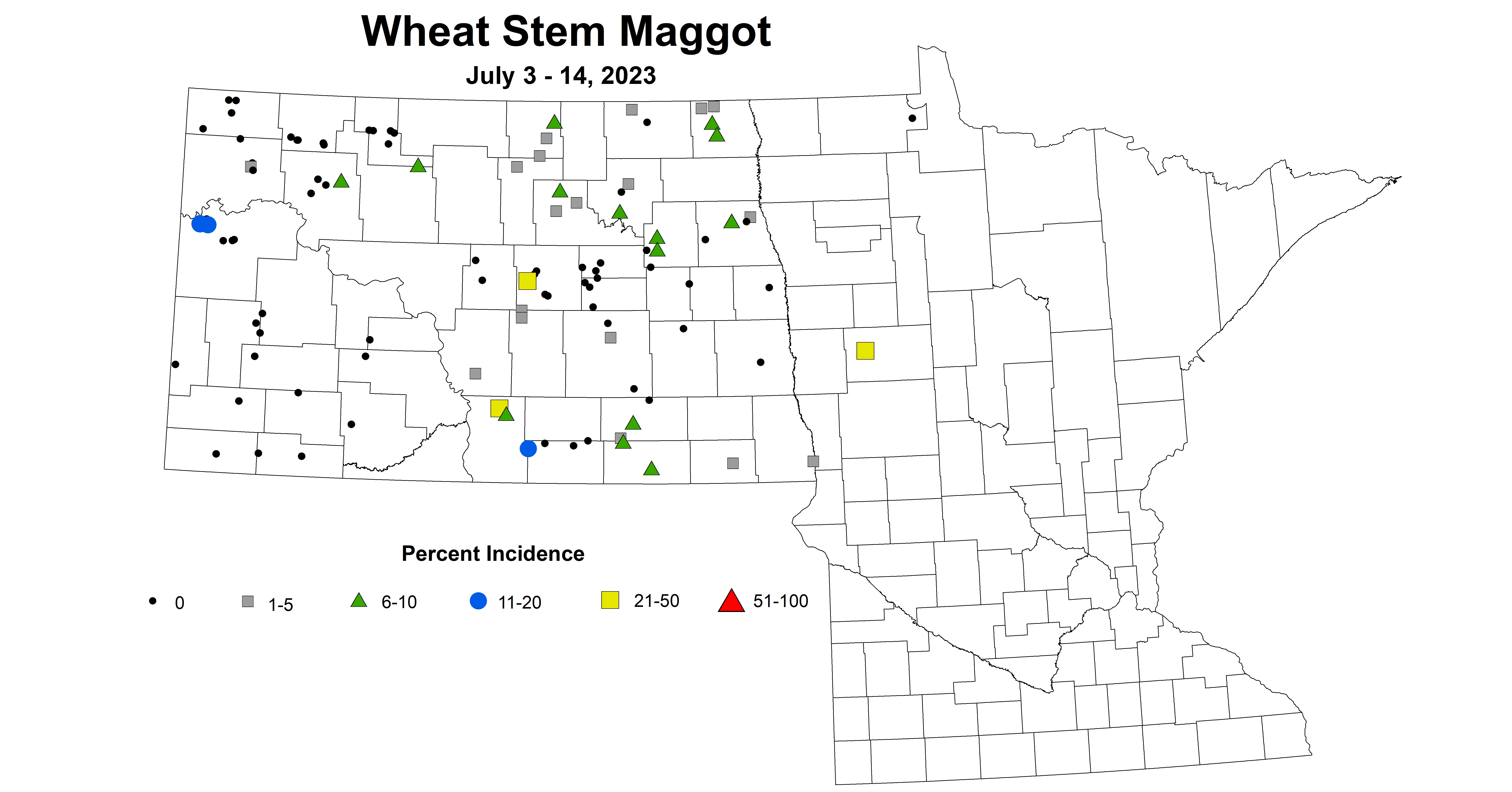 wheat maggot July 3-14 2023