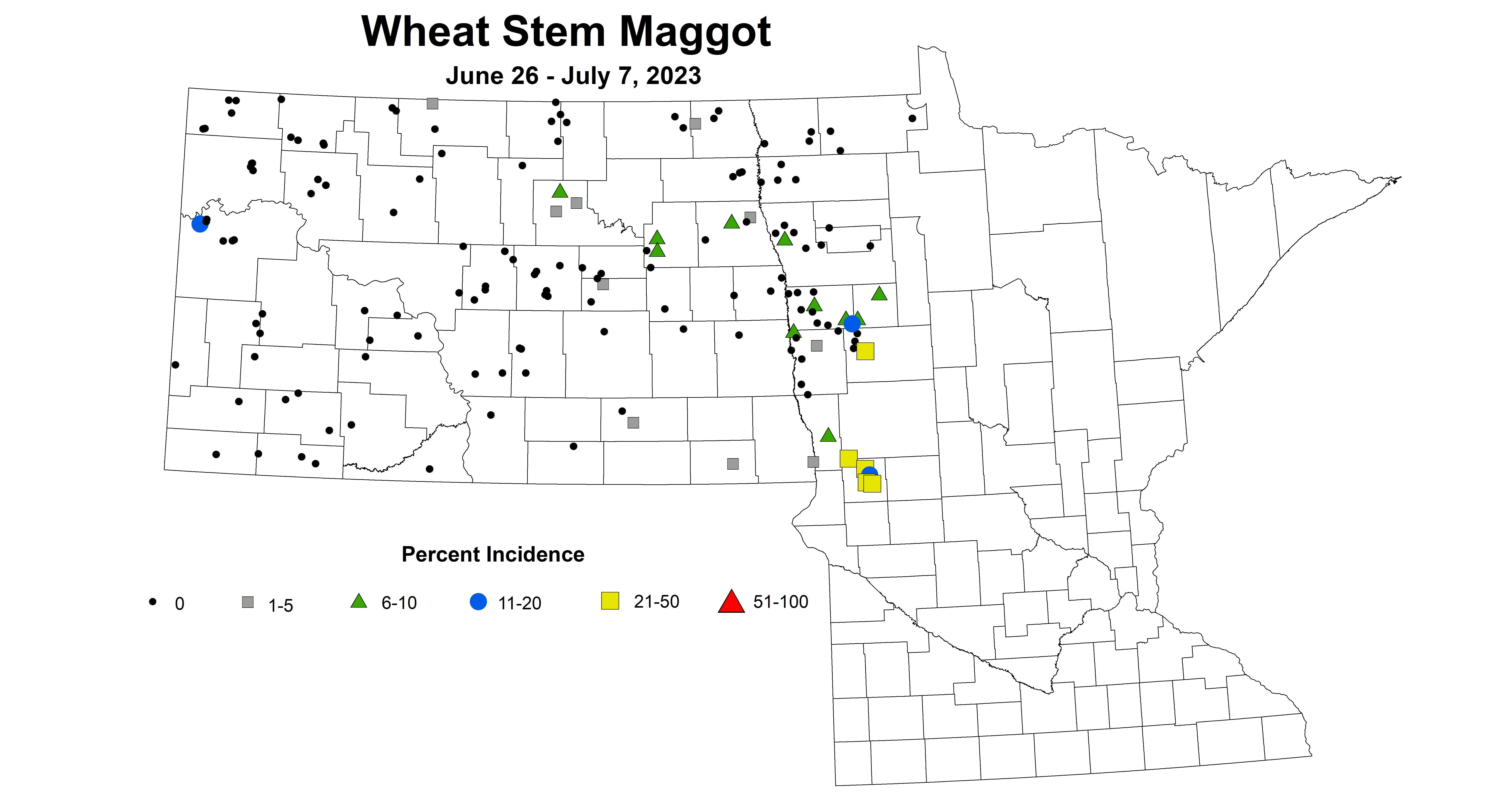 wheat maggot June 26 - July 7 2023