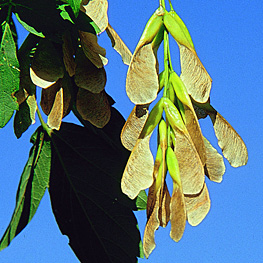 Boxelder