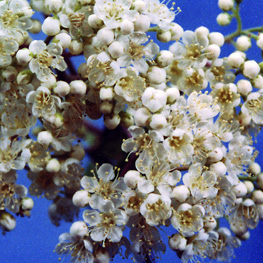 Mountain-ash