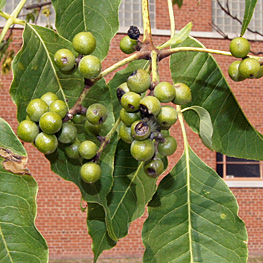 Amur corktree