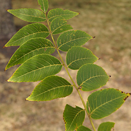 Black Walnut