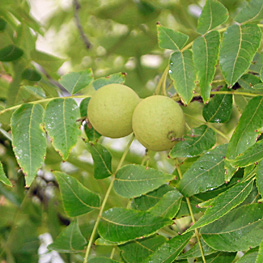 Black Walnut