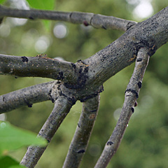 Brand and Bud Arrangement