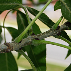 Brand and Bud Arrangement