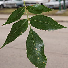 Leaves