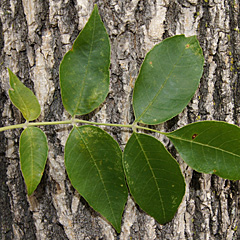 Leaves