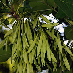 Seeds