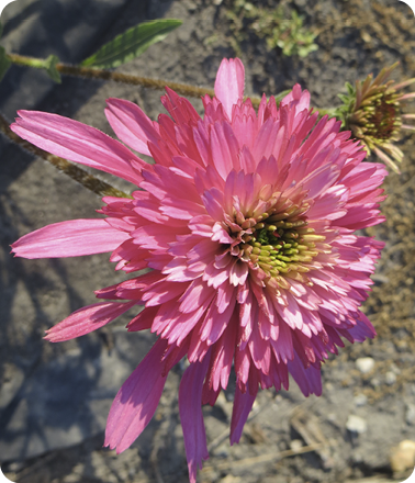 Coneflower