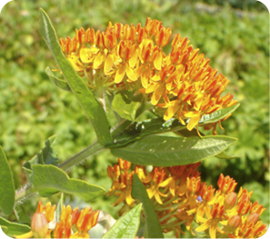 Butterfly Milkweed