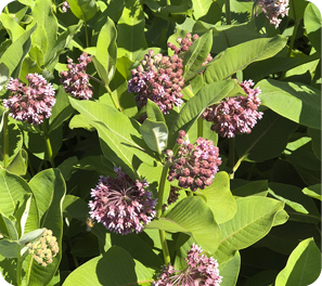 Common Milkweed